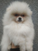 Additional photos: Spitz Pomeranian