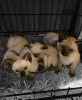 Photo №1. siamese cat - for sale in the city of Heidelberg | Is free | Announcement № 99796