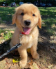 Additional photos: Healthy cute goldenretriever puppies puppies available now for sale