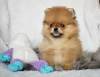 Photo №1. pomeranian - for sale in the city of Erzelj | 475$ | Announcement № 71340