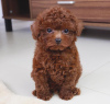 Photo №3. Adorable Toy Poodle Puppies For Sale. Germany