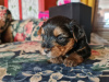 Photo №1. non-pedigree dogs - for sale in the city of Warsaw | negotiated | Announcement № 41081