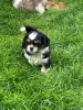 Photo №4. I will sell non-pedigree dogs in the city of Bamberg.  - price - Is free