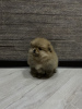Photo №2 to announcement № 8748 for the sale of pomeranian - buy in Belarus private announcement