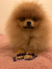 Photo №1. pomeranian - for sale in the city of Tilbury | negotiated | Announcement № 25634