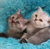 Photo №3. SCOTTISH FOLD KITTENS. United States