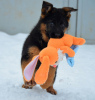 Photo №2 to announcement № 17869 for the sale of german shepherd - buy in Ukraine private announcement, from nursery, breeder