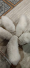 Additional photos: White fluffy samoyed puppies
