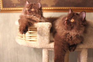 Photo №4. I will sell british longhair in the city of Minsk. from nursery, breeder - price - 1200$