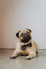 Photo №1. Mating service - breed: pug. Price - 13$