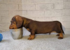 Photo №1. dachshund - for sale in the city of Москва | negotiated | Announcement № 10428