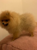 Photo №2 to announcement № 25634 for the sale of pomeranian - buy in United Kingdom private announcement