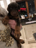 Photo №2 to announcement № 30187 for the sale of dobermann - buy in Germany 