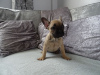 Photo №4. I will sell french bulldog in the city of Leipzig. breeder - price - 370$