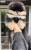 Photo №4. I will sell pomeranian in the city of Bobruisk. private announcement - price - 500$