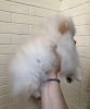 Photo №1. pomeranian - for sale in the city of Мадрид | 592$ | Announcement № 43048