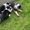 Photo №2 to announcement № 42513 for the sale of border collie - buy in Germany private announcement