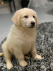 Photo №2 to announcement № 30308 for the sale of golden retriever - buy in Poland private announcement