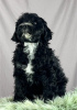 Photo №1. portuguese water dog - for sale in the city of Нови Сад | negotiated | Announcement № 84090
