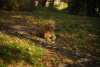 Additional photos: Girls Golden Retriever