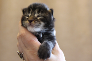 Photo №3. Kennel Good LodMein offers kittens of the breed MAIN KUN of different ages. Russian Federation