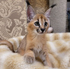 Photo №3. caracal and caracat kitten available. United States