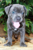 Photo №1. english staffordshire-terrier - for sale in the city of Philadelphia | negotiated | Announcement № 44740