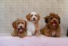 Additional photos: Bichon Havanese puppies