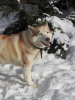Photo №4. I will sell siberian husky in the city of Москва. private announcement - price - Is free
