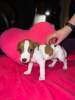 Photo №2 to announcement № 75778 for the sale of jack russell terrier - buy in Lithuania private announcement, breeder