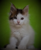 Photo №2 to announcement № 7821 for the sale of maine coon - buy in Russian Federation from nursery