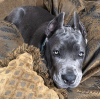 Additional photos: Cane corso puppies