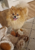 Photo №4. I will sell pomeranian in the city of Grevenmacher. private announcement - price - 951$