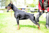 Additional photos: Dobermann puppies from kennel IMIDZ