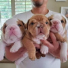 Photo №2 to announcement № 64750 for the sale of english bulldog - buy in Greece private announcement, breeder