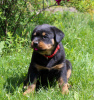 Photo №4. I will sell rottweiler in the city of Калинковичи. from nursery - price - 1057$