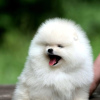 Additional photos: pomeranian