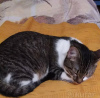 Photo №2 to announcement № 93609 for the sale of domestic cat - buy in Belarus private announcement