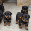 Photo №1. rottweiler - for sale in the city of Антверпен | 475$ | Announcement № 120689