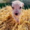 Photo №3. American Bully Pocket Puppies ready to go!!!. Germany