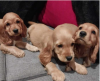 Photo №1. english cocker spaniel - for sale in the city of Stockholm | negotiated | Announcement № 113202