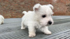 Additional photos: West highland white terrier puppies