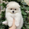 Photo №3. beautiful Pomeranian puppies. Germany