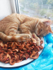 Additional photos: Red cat, kitten Orange, looking for a family!