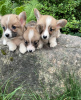 Photo №3. Welsh Corgi Pembroke. Lithuania