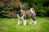 Photo №4. I will sell american akita in the city of Dnipro. breeder - price - 1414$