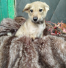 Photo №4. I will sell non-pedigree dogs in the city of Москва. private announcement - price - Is free