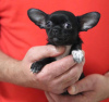 Photo №2 to announcement № 97185 for the sale of chihuahua - buy in Germany private announcement