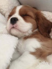 Photo №3. Ich habe Cavalier King Charles Spaniel. Germany