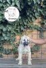 Additional photos: Turkish kangal puppies for sale